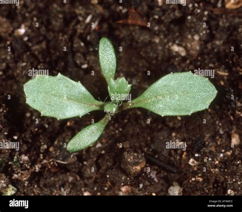 Groundsel Senecio vulgaris seedling with cotyledons first true leaves Stock Photo - Alamy