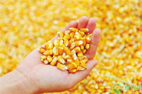 优质先玉335玉米种子 甘肃酒泉-食品商务网