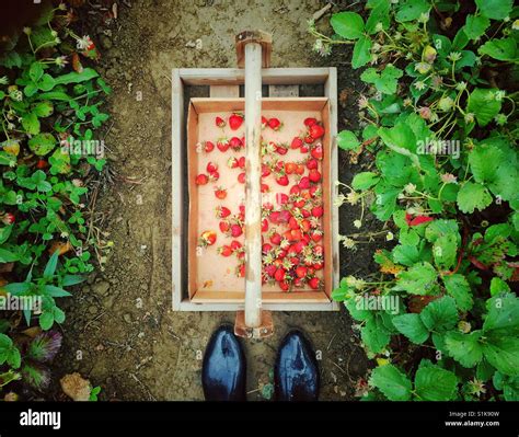Strawberry picking season Stock Photo - Alamy
