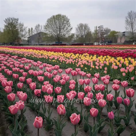 Are Tulips Annual or Perennial? The Truth About Tulip Blooms
