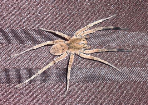 Biggest Wolf Spider In Michigan at Hayley Pell blog
