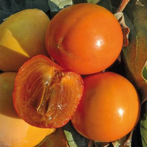 Caco o Caki o Kaki - Frutto e pianta | Alimentipedia: enciclopedia degli alimenti