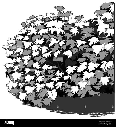 Drawing of a Dense Deciduous Shrub Stock Vector Image & Art - Alamy