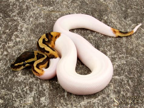 6 Foot Ball Python 的图像结果