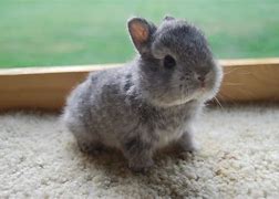 Image result for baby bunny videos