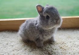Image result for Baby Bunny in Real Life