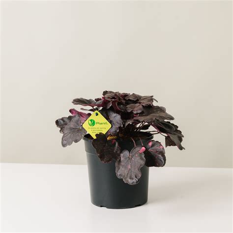 Heuchera 'Midnight Rose' | Plantì Shop