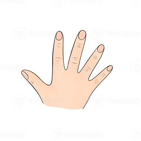 finger human body part cartoon illustration 23208848 PNG