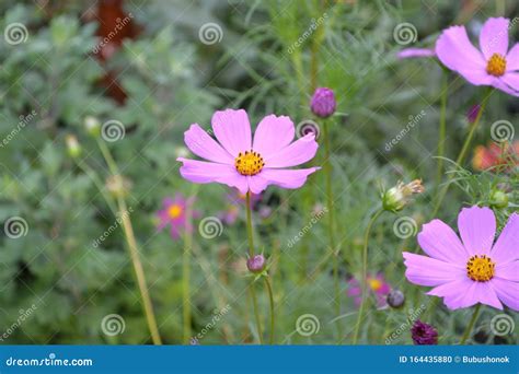 Cosmos, a Genus of Annual and Perennial Herbaceous Plants of the Family ...