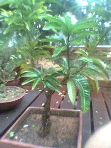 Dream mall Mango Plant Price in India - Buy Dream mall Mango Plant ...