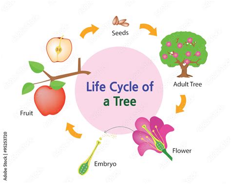 Tree Life Cycle 的图像结果