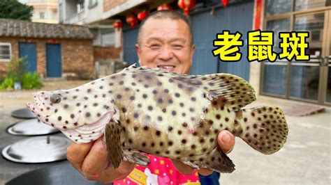 老鼠斑，香港美食四大鱼王之首，价格一骑绝尘，也是不俗的观赏鱼 - YouTube