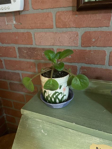 PLEASE HELP!!! I repotted my violets in african violet soil and I think ...