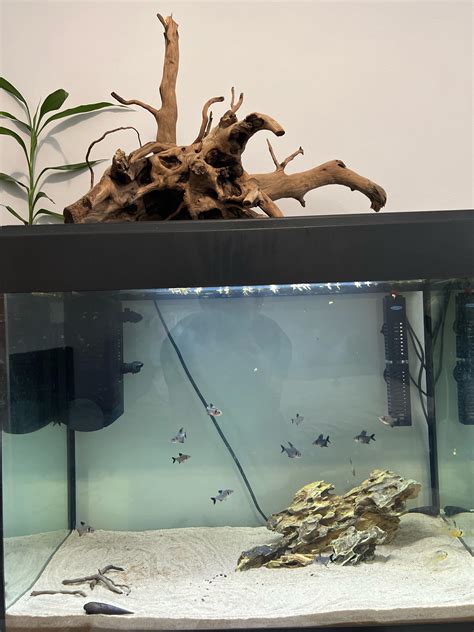 How to Test Wood for Aquariums 的图像结果