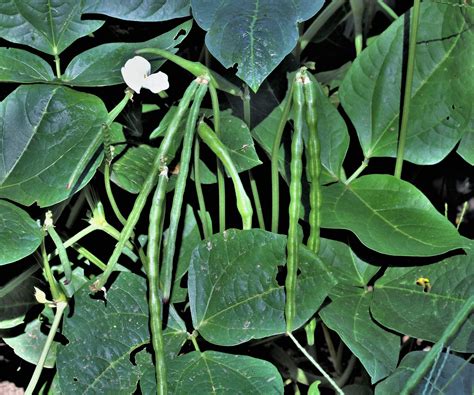 How to grow black-eyed peas - discover expert tips | Homes and Gardens
