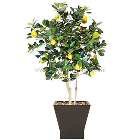 Creative Farmer Live Plant Lemon Meyer for Kitchen Decor Garden Plant(1 ...