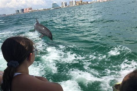 Clearwater Beach Dolphin Watching Tour 2023 - Viator