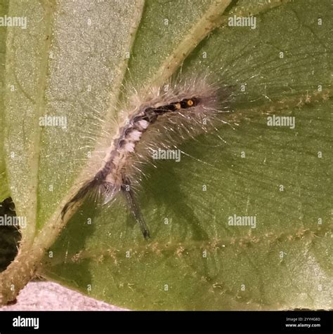 White-marked Tussock Moth (Orgyia leucostigma Stock Photo - Alamy