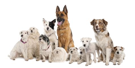 Family Of Dog