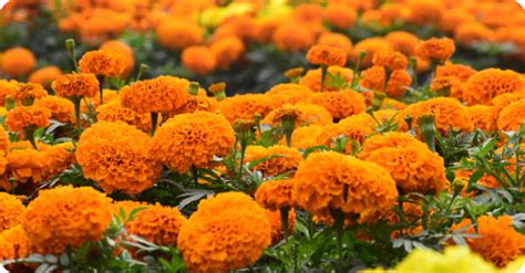 Company - Quality | Science | Traceability