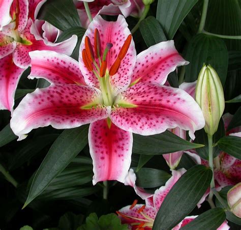 Amazon.com : Stargazer Oriental Lilies (12 Bulbs) - Freshly Dug Bulbs ...