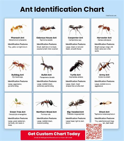 Ant Identification Chart in 2025 | Ants, Ant species, Types of ants