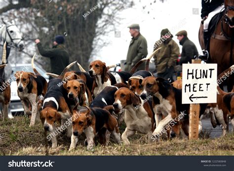 2,989 Hound Pack Images, Stock Photos & Vectors | Shutterstock