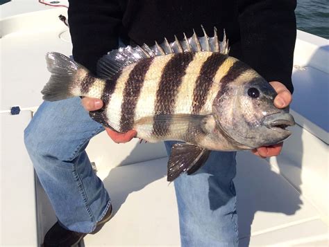 Download Sheepshead Fish Pictures 1988 x 1500 | Wallpapers.com