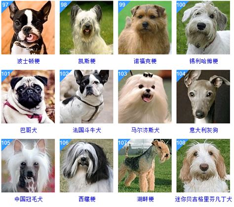 犬的品种大全及图片,犬种大全品种,小型犬品种大全及图片_大山谷图库