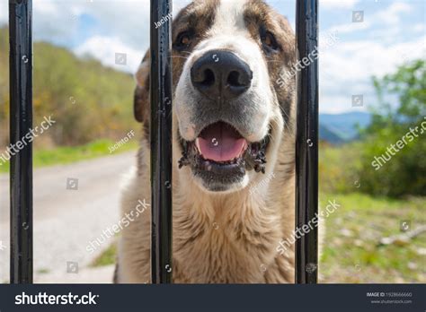 Tongue Ticking Cows Royalty-Free Images, Stock Photos & Pictures ...