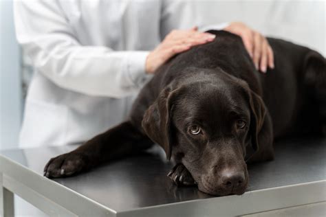 Treatment For Sepsis In Cats