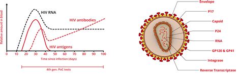 Hiv 1/2 Antigen/Antibody