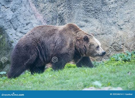 Black grizzly bears stock photo. Image of brown, mammal - 35534614