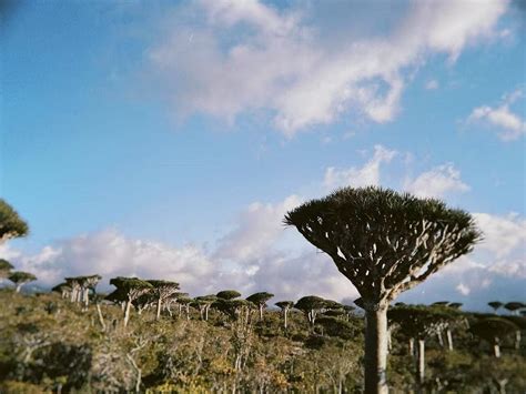 SOCOTRA HAJHIR (2025) All You Need to Know BEFORE You Go (with Photos ...