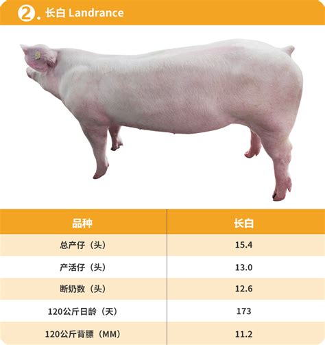 牛！2022全球养猪企业实力榜公布，19家中国猪企上榜，第一无悬念_排名_母猪_股份