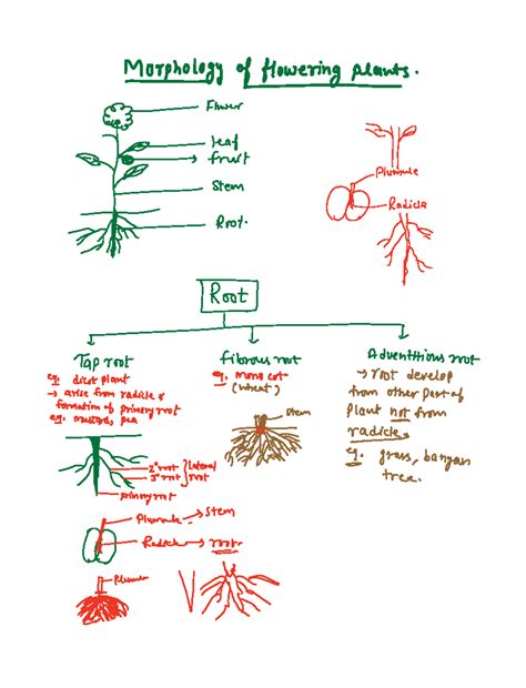 Morphology of plants - 2 11 Loweringpeans Plumule i Stem Radicle Ai ...