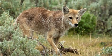 Mountain Lion Eats Coyote 的图像结果