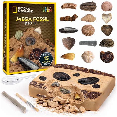 Buy NATIONAL GEOGRAPHIC Mega Fossil Dig Kit - Excavate 15 Genuine ...