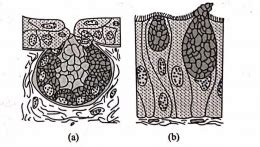 Recognise the figure and find out the correct labelling