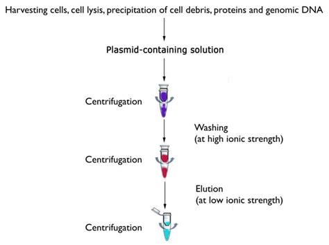Plasmid Isolation 的图像结果