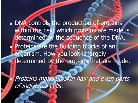 Image result for DNA Function