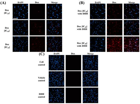 A Novel Drug Modulator Diarylheptanoid (trans-1,7-Diphenyl-5-hydroxy-1 ...