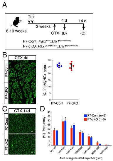 Expression and Functional Analyses of Dlk1 in Muscle Stem Cells and ...