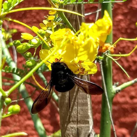 Cercidium 'Desert Museum' (syn. Parkinsonia) - Desert Museum Palo Verd ...
