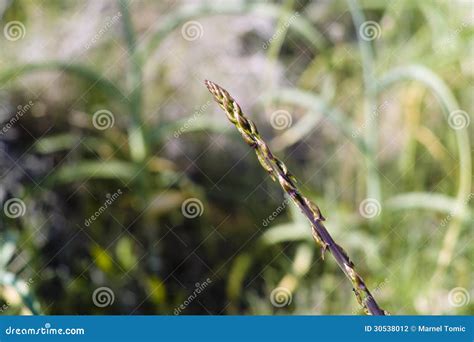 Wild Asparagus (Asparagus Officinalis Stock Photo - Image of hand, asparagus: 30538012