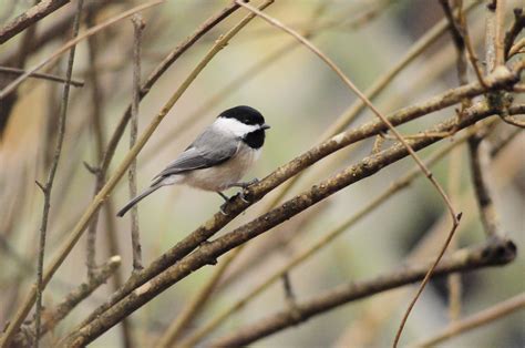 Birds Of South Carolina : List Of Birds Of South Carolina Wikipedia ...