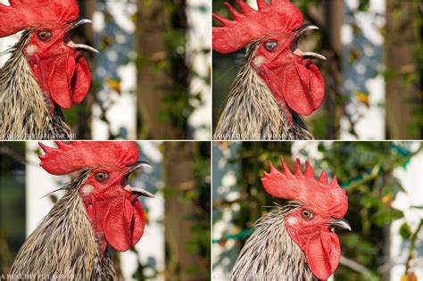Why Do Roosters Crow? | A Healthy Life For Me