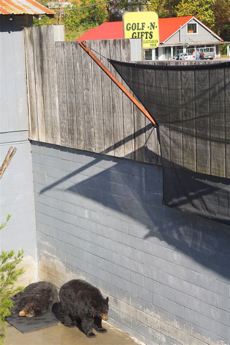 Roadside Nightmare: Cherokee Bear Zoo, North Carolina