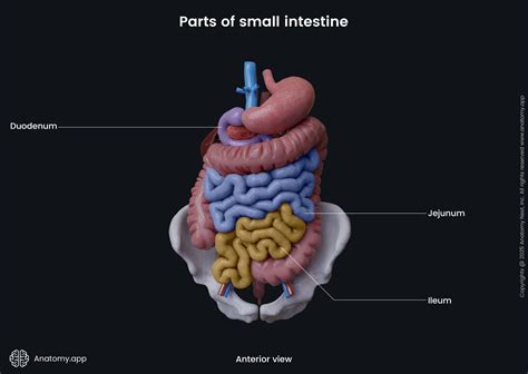 Human Small Intestine Anatomy Anatomy Of The Digestive System (Child)