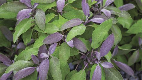 Purple Sage Growing